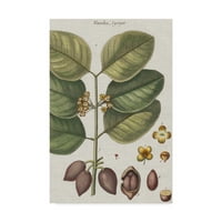 Трговска марка Ликовна Уметност Цветни Платно Уметност Егзотични Ботаника Втори Од Визија Студио